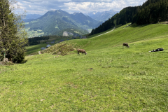 IMG_7530
